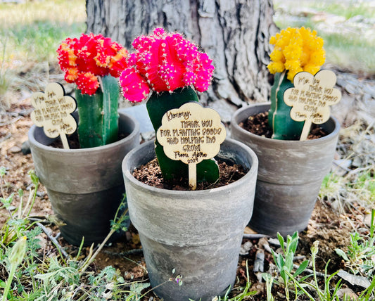 Teacher Wood plant stake